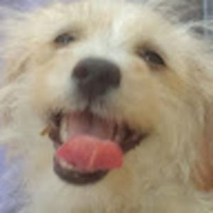 Meet your Posher, Alexander